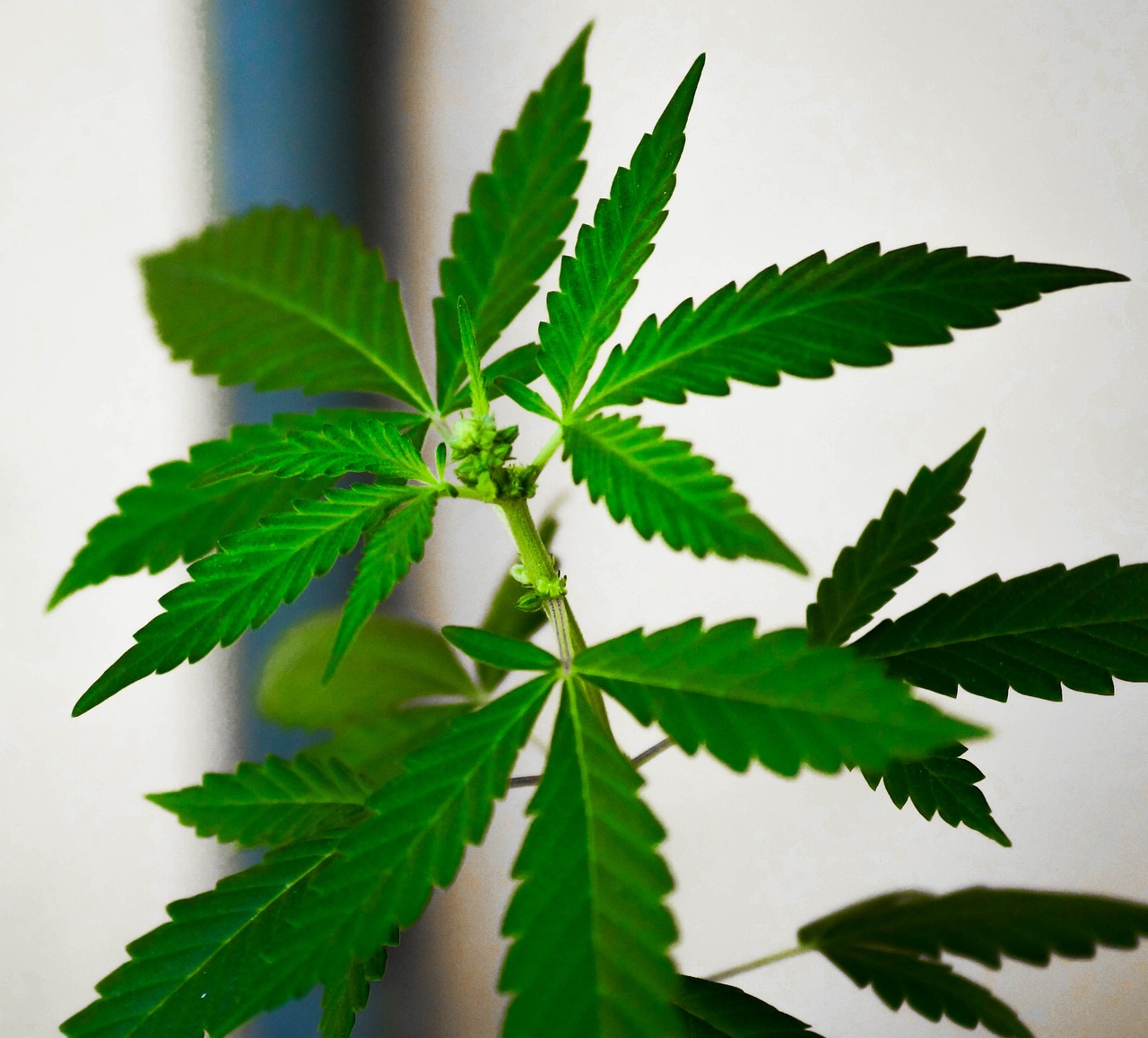 Where is marijuana legal in the USA?